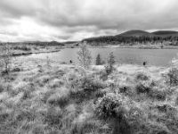 Isle of Lewis and Harris, Aline Community Woodland